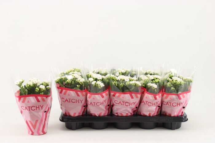 <h4>Kalanchoe blos. 'Calandiva Whites'</h4>