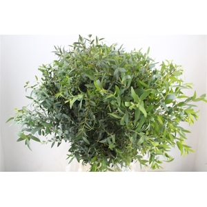 Euca Parvifolia 400gr P Bunch