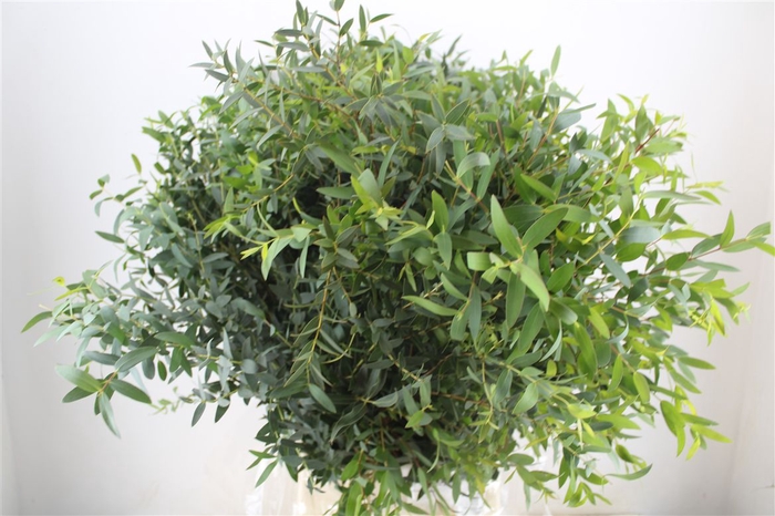 <h4>Euca Parvifolia 400gr P Bunch</h4>