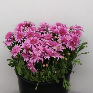 Margriet P Stem Pink