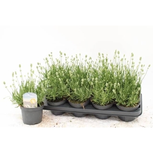 LAVAN AN AROMA WHITE