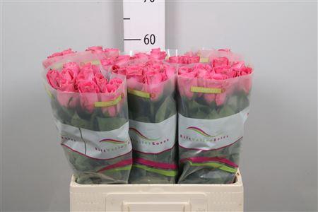 <h4>R Gr Watergame</h4>