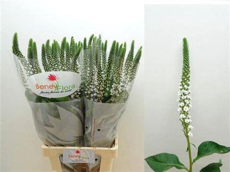 <h4>Lysimachia Moonlight</h4>