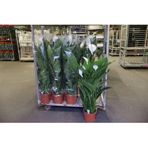 arr8 Spath Sweet Sebastia