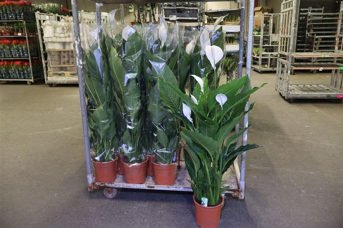 <h4>arr8 Spath Sweet Sebastia</h4>