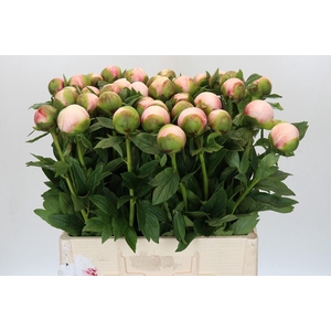Paeonia Colonel Owen Cousins