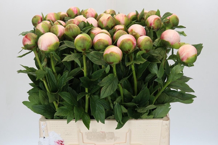 <h4>Paeonia Colonel Owen Cousins</h4>