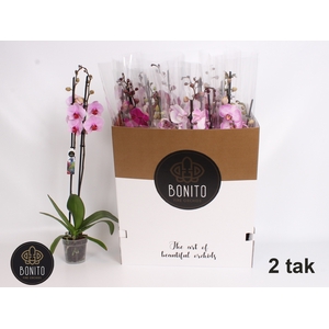 PHAL GEM 8 KL