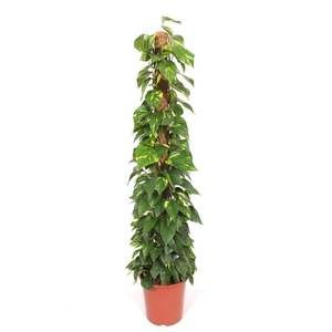 Epipremnum pinnatum mossto
