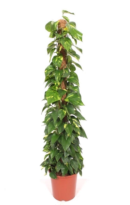 <h4>Epipremnum pinnatum mossto</h4>