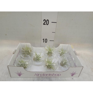 Arr.  Tillandsia L%