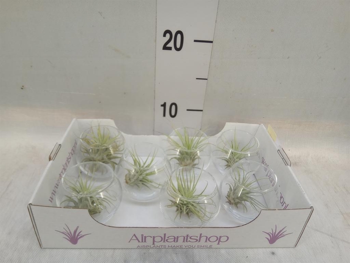 <h4>Arr.  Tillandsia L%</h4>