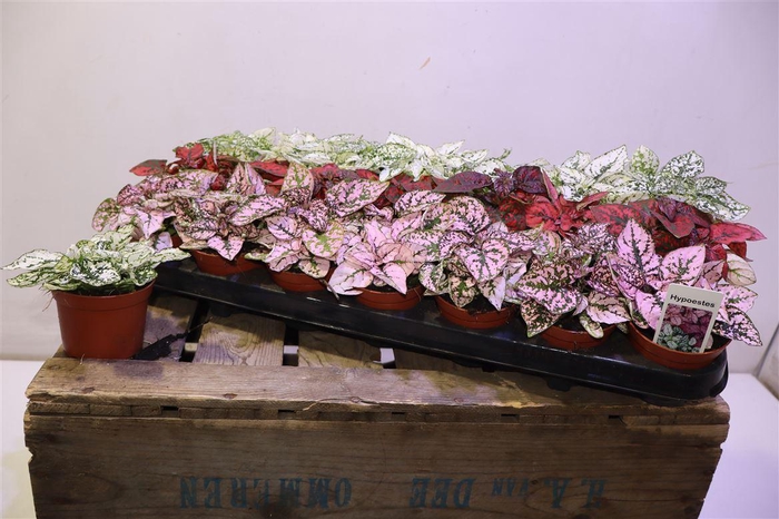 <h4>Hypoest Gem</h4>