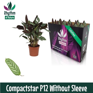 Calathea 12cm Compactstar Rhythm of Nature zonder hoes