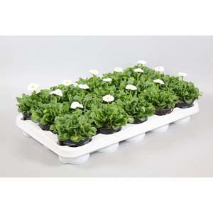 Bellis perennis Rushe