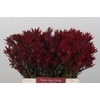 Leucadendron Blush Spray