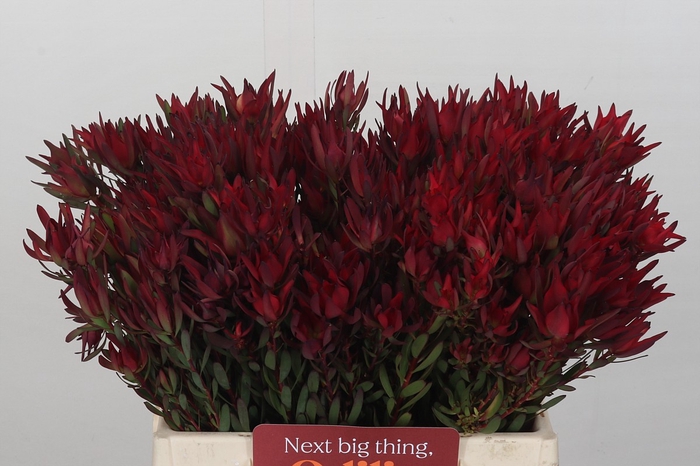 Leucadendron Blush Spray