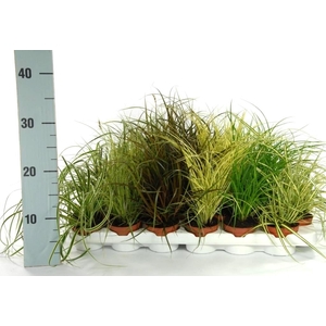 Carex mix tray p8