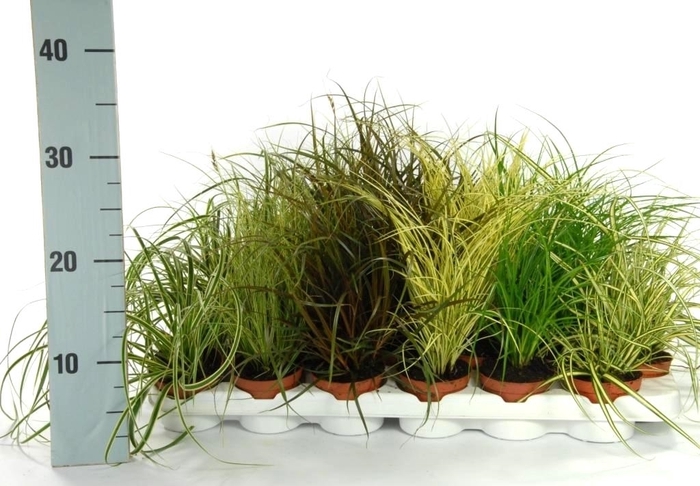 <h4>Carex mix tray p8</h4>