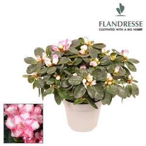 Azalea Flandresse® 'bont' 22 - 25 cm
