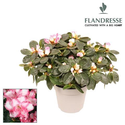 <h4>Azalea Flandresse® 'bont' 22 - 25 cm</h4>