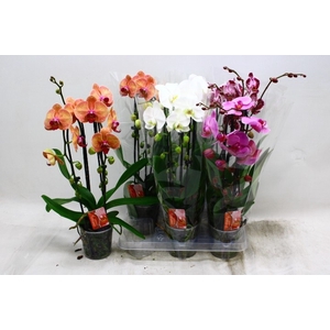PHAL EL CASCADE