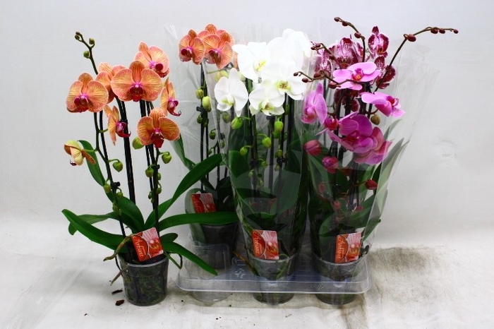 <h4>PHAL EL CASCADE</h4>