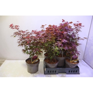 Acer Pa Atropurpureu