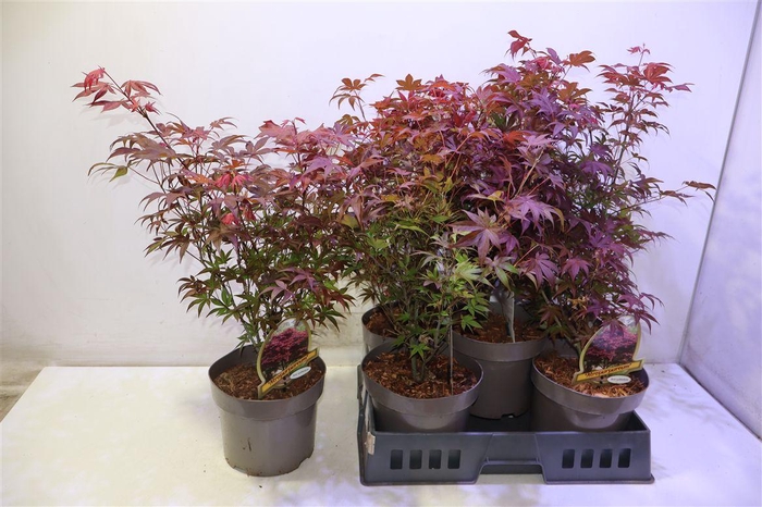 <h4>arr8 Acer Pa Atropurpureu</h4>