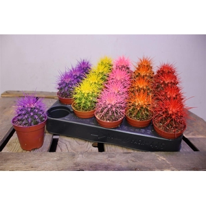 Echinoc Grusonii Rainbow