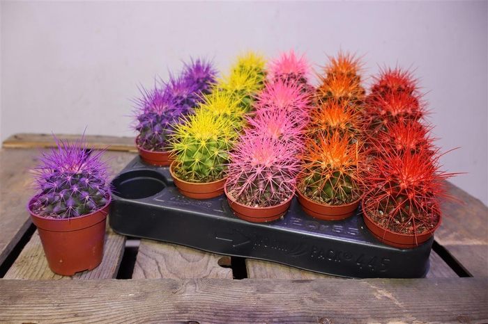 <h4>Echinoc Grusonii Rainbow</h4>
