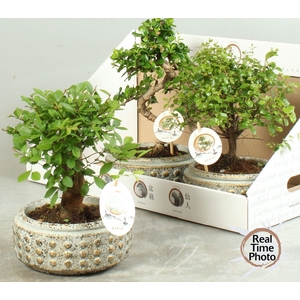 BONSAI GEM