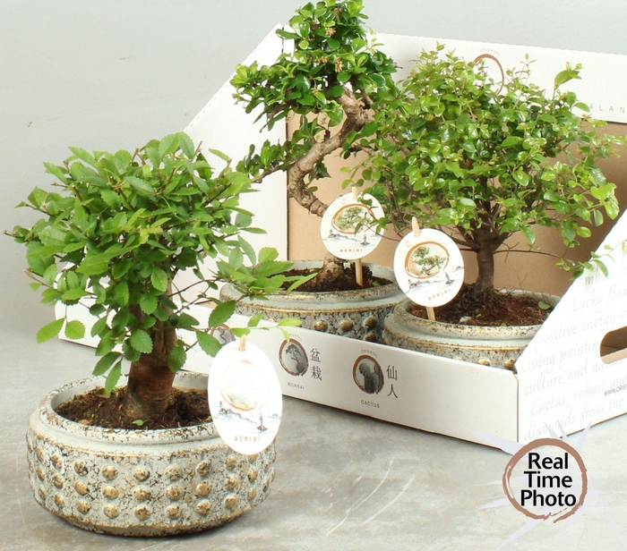 <h4>BONSAI GEM</h4>