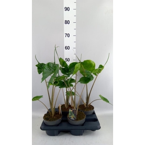 Alocasia macrorrhizos 'Stingray'