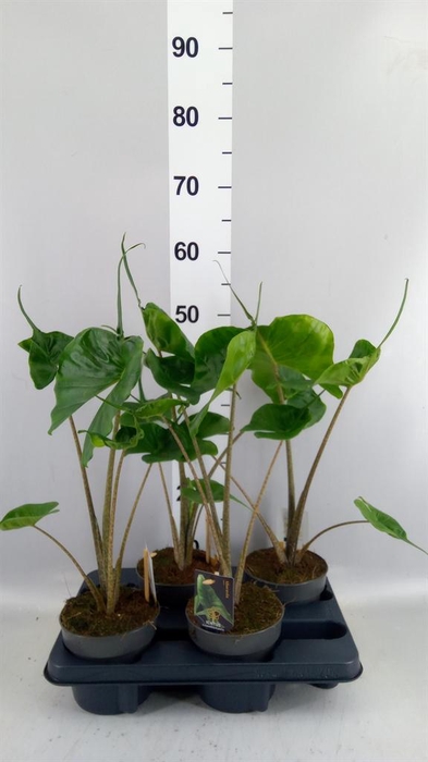 <h4>Alocasia macrorrhizos 'Stingray'</h4>
