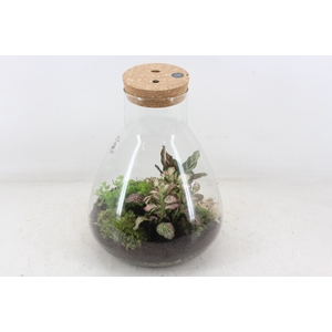 arr3 WR - Terrarium Erlenmeyer XL LED