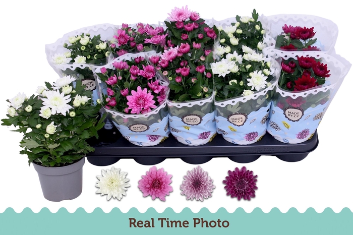 <h4>CHRYS GEVULDBL GEM</h4>