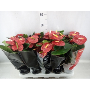 Anthurium andr. 'Royal Champion'