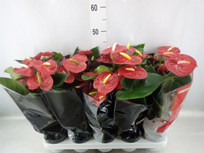 <h4>Anthurium andr. 'Royal Champion'</h4>