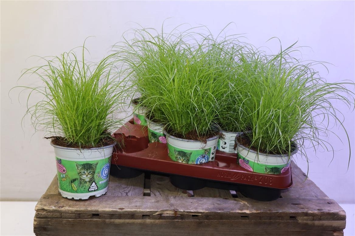 <h4>Cyper Alt Zumula</h4>