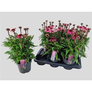 Echinacea purpurea Mooodz Courage