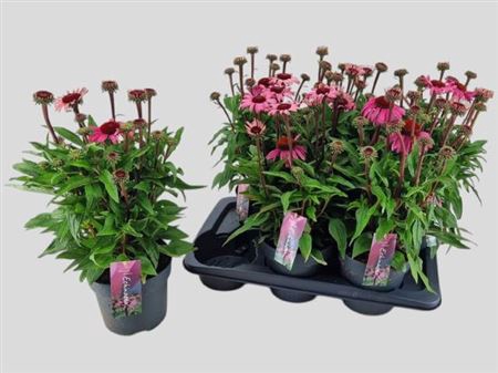 <h4>Echinacea purpurea Mooodz Courage</h4>