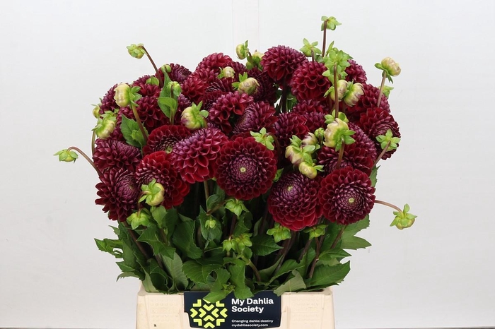 <h4>Dahlia Cornel</h4>