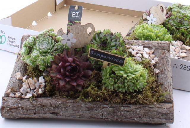 <h4>ARR SEMPERVIVUM</h4>
