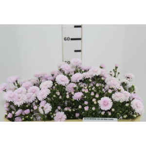 ASTER MARIANA 050 CM ROSA CLARO
