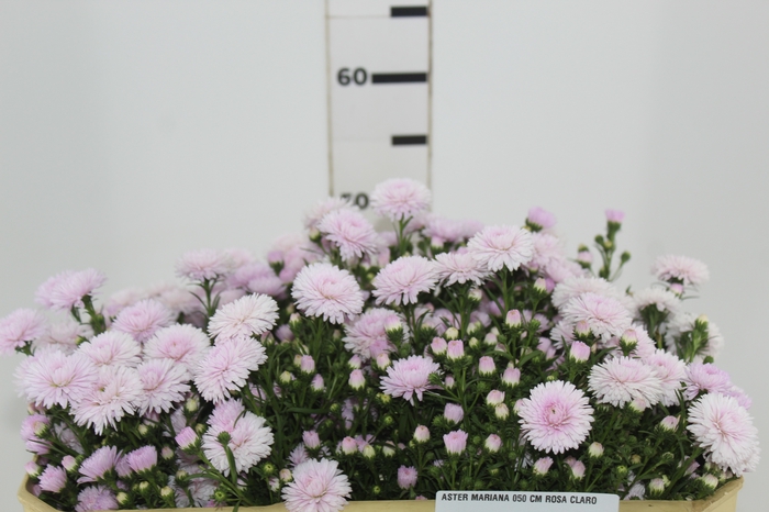 <h4>ASTER MARIANA 050 CM ROSA CLARO</h4>