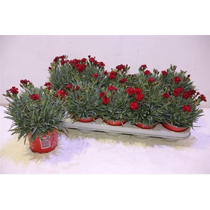 arr8 Dian Ca Peman Red