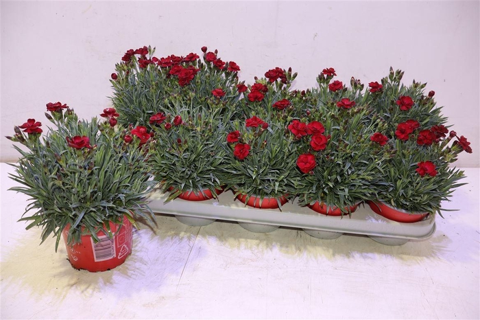 <h4>arr8 Dian Ca Peman Red</h4>