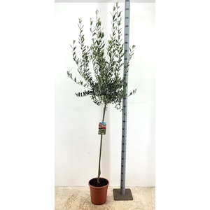 OLEA EUROPAEA