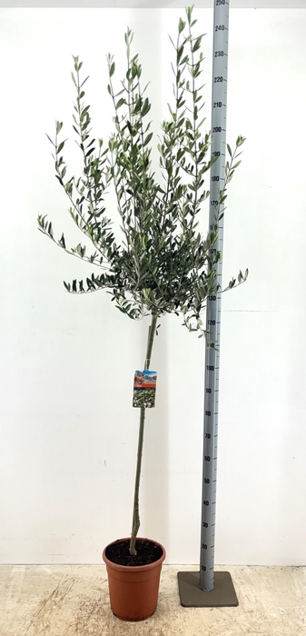 <h4>OLEA EUROPAEA</h4>